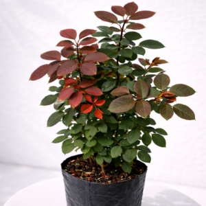 Rani Pink Rose Plant – Premium Dark Pink Live Rose - Image 3