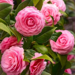 Coral Pink Camellia Plant – Premium Live Flowering Ornamental Shrub - Image 3