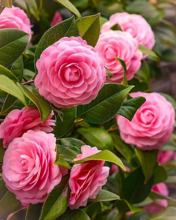 Coral Pink Camellia Plant – Premium Live Flowering Ornamental Shrub