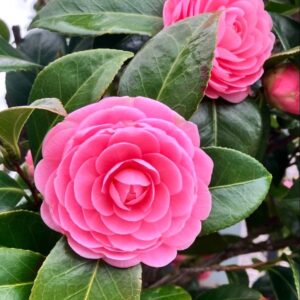Coral Pink Camellia Plant – Premium Live Flowering Ornamental Shrub - Image 2