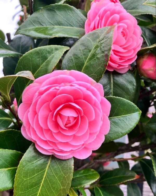 Coral Pink Camellia Plant – Premium Live Flowering Ornamental Shrub