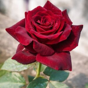 Dark Velvet Red Premium Hybrid Rose - Image 2
