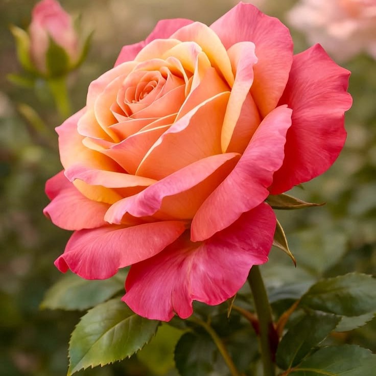 Peach Blush Hybrid Tea Rose Plant