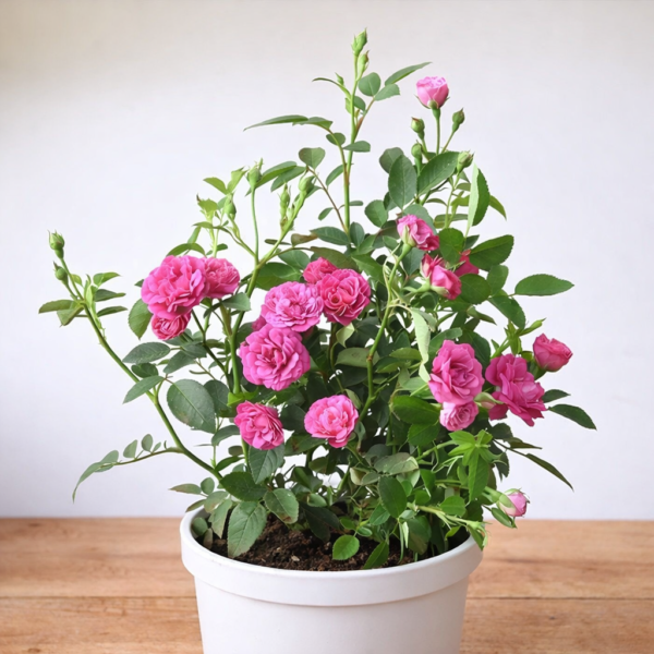 Pink Miniature Rose Plant ā Heavy Blooming Bush Rose