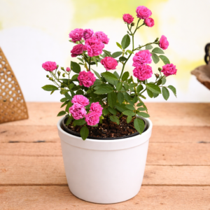 Pink Miniature Rose Plant ā Heavy Blooming Bush Rose - Image 3
