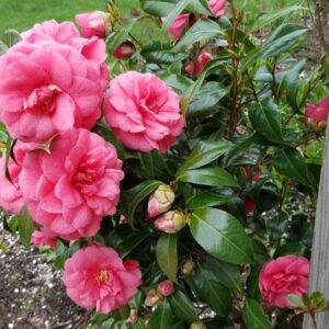 Pink Camellia Plant ā Premium Live Flowering Ornamental Shrub - Image 2