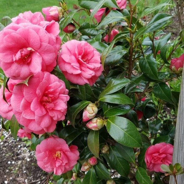 Pink Camellia Plant ā Premium Live Flowering Ornamental Shrub