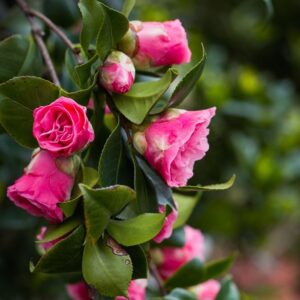 Pink Camellia Plant ā Premium Live Flowering Ornamental Shrub - Image 3