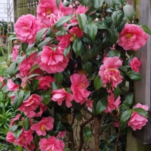 Pink Camellia plant
