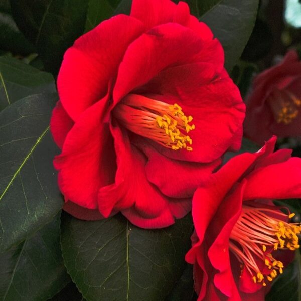 Red Camellia Plant – Premium Live Flowering Ornamental Shrub