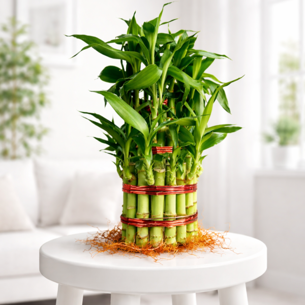 3 Layer Lucky Bamboo