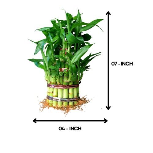 3 Layer Lucky Bamboo