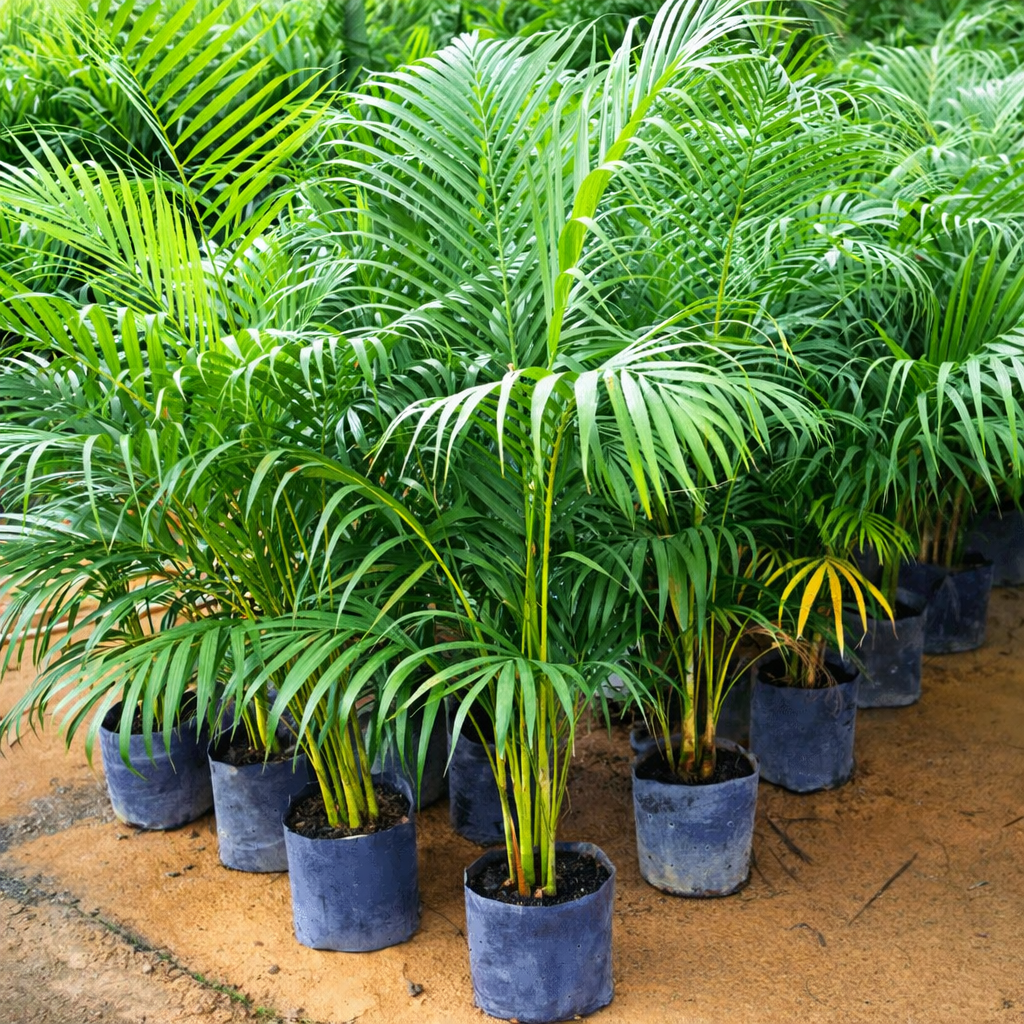 Areca Palm Plant