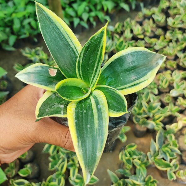 Bird’s Nest Snake Plant