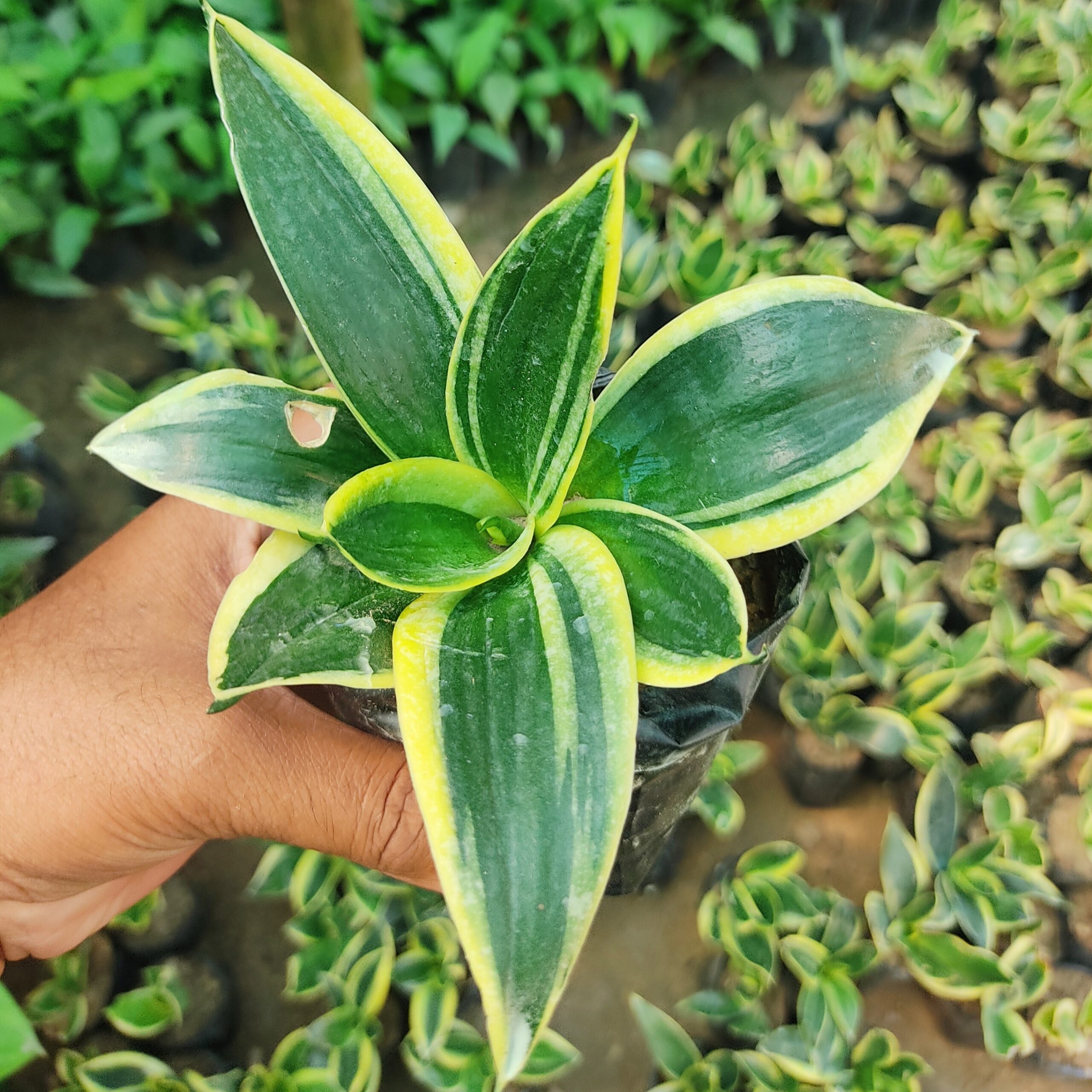 Bird’s Nest Snake Plant