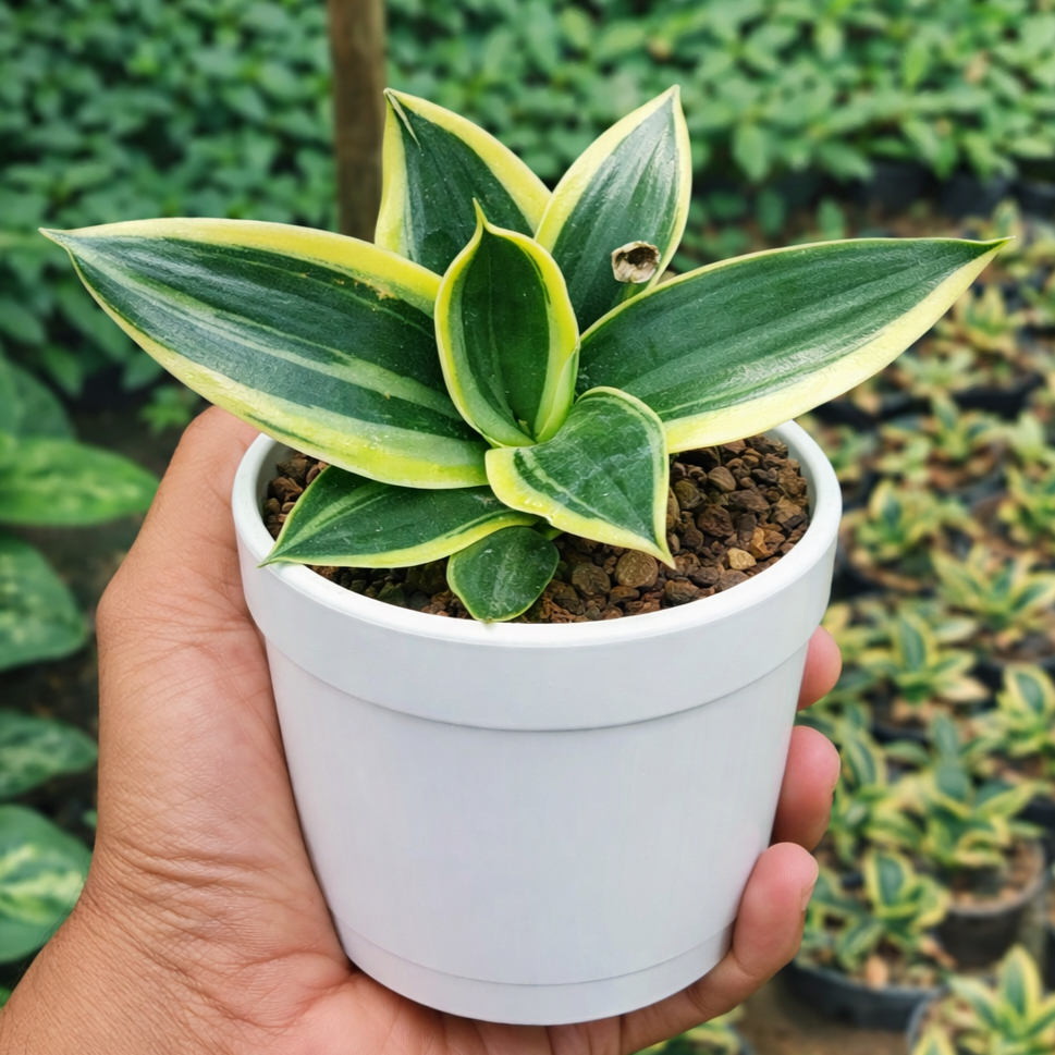 Bird’s Nest Snake Plant
