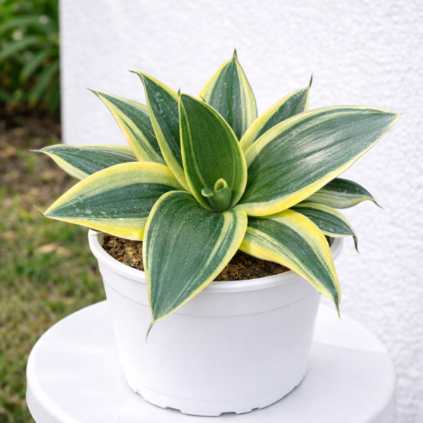 Bird's Nest Snake Plant