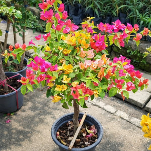 Bougainvillea Multicolor Tree Plant