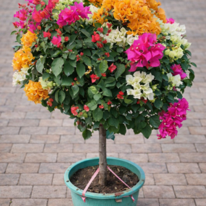 Bougainvillea Multicolor Topiary Tree