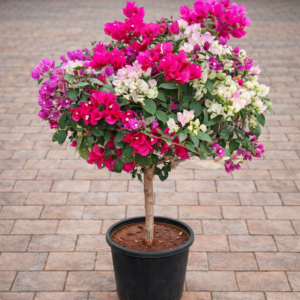 Bougainvillea Multicolor Patio Tree