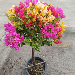Bougainvillea Rainbow Topiary Tree