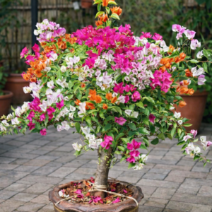 Multicolor Bougainvillea Plant