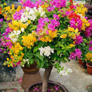 Bougainvillea Multicolor Garden Tree