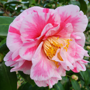 Pink Variegated Camellia Plant