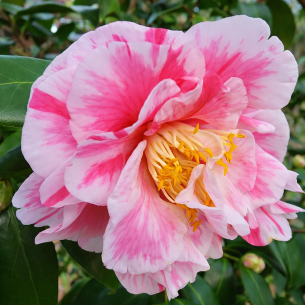 Pink Variegated Camellia Plant