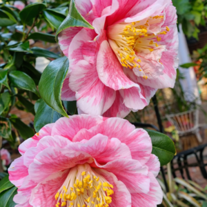 Pink Variegated Camellia Plant – White & Pink Striped Flower Evergreen Shrub - Image 3