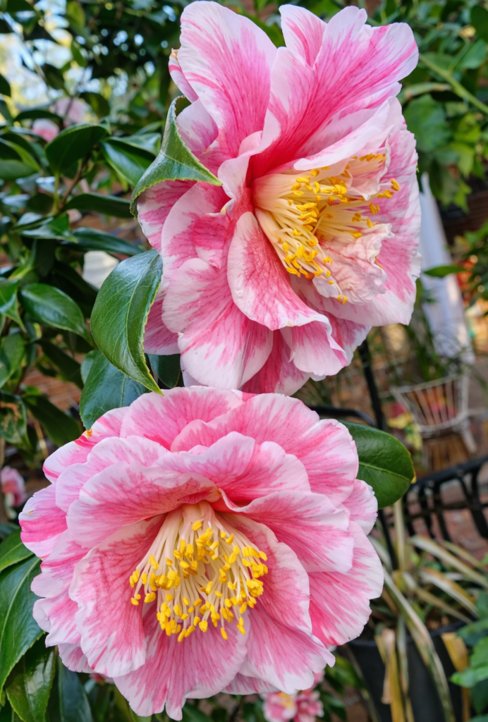 Pink Variegated Camellia Plant – White & Pink Striped Flower Evergreen Shrub