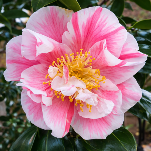 Pink Variegated Camellia Plant – White & Pink Striped Flower Evergreen Shrub