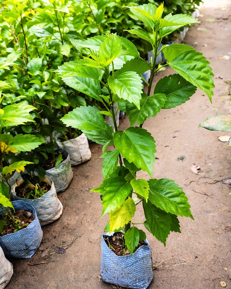 Beautiful Pink Hibiscus Flower Plant – Tropical Garden Beauty | VaanMitra - Image 3
