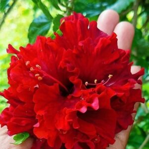 Exotic Double Red Hibiscus Plant – Stunning Tropical Flower Plant | VaanMitra - Image 3