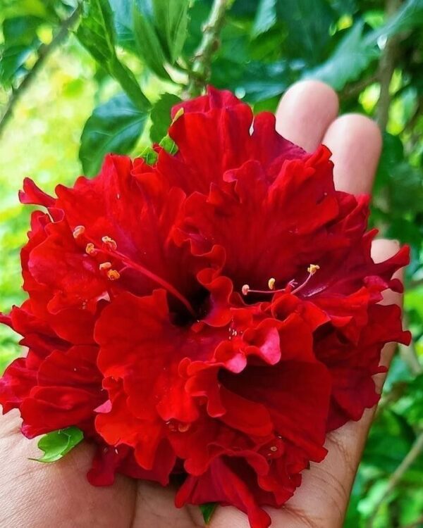 Exotic Double Red Hibiscus Plant – Stunning Tropical Flower Plant | VaanMitra