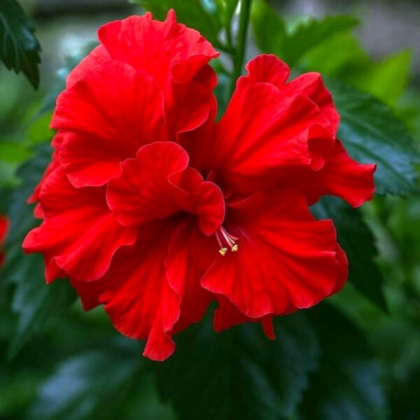 Exotic Double Red Hibiscus Plant – Stunning Tropical Flower Plant | VaanMitra