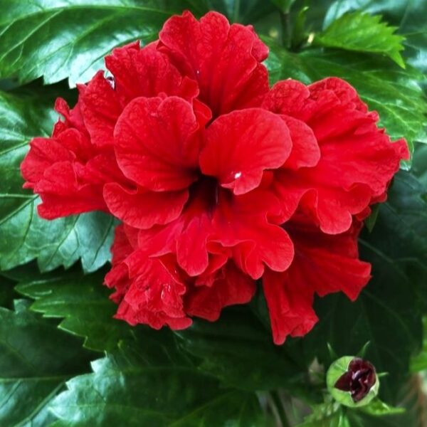 Double Red Hibiscus Plant