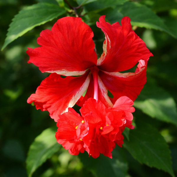 Frilled Red Hibiscus Plant