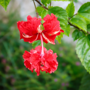 Exotic Frilled Red Hibiscus Plant – Stunning Tropical Flower | VaanMitra - Image 2