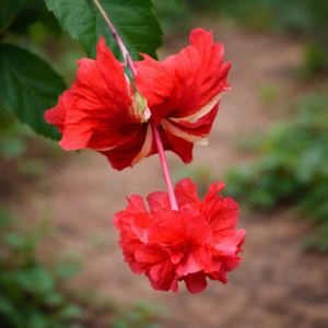 Exotic Fringed Red Hibiscus Plant – Stunning Tropical Flower for Garden | VaanMitra - Image 2