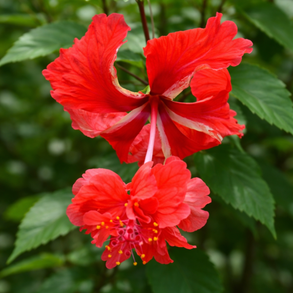 Fringed Red Hibiscus Plant