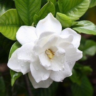 Gardenia Plant