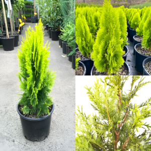 Golden Thuja Plant