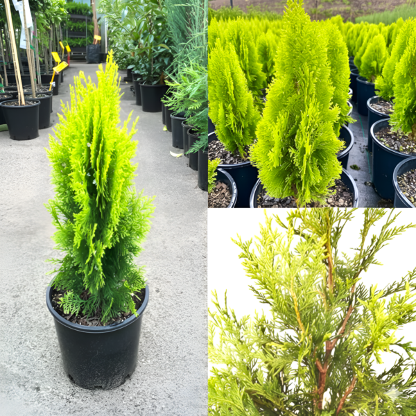 Golden Thuja Plant
