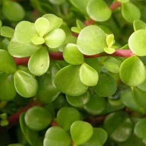 Jade Plant