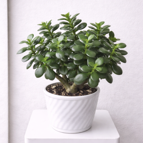 Jade Plant