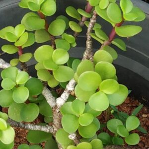 Jade Plant
