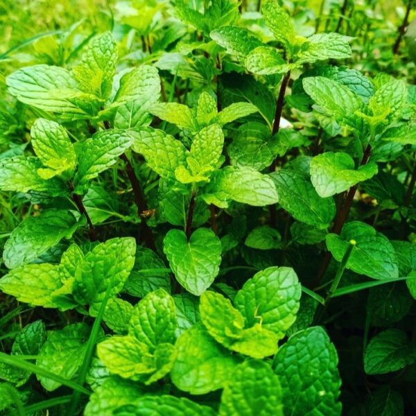 Fresh Mint Plant (Mentha) – Pudina Herb Plant