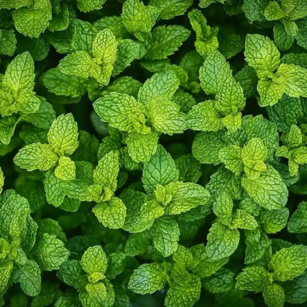 Fresh Mint Plant (Mentha) – Pudina Herb Plant