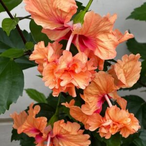 Peach Double Hibiscus Plant